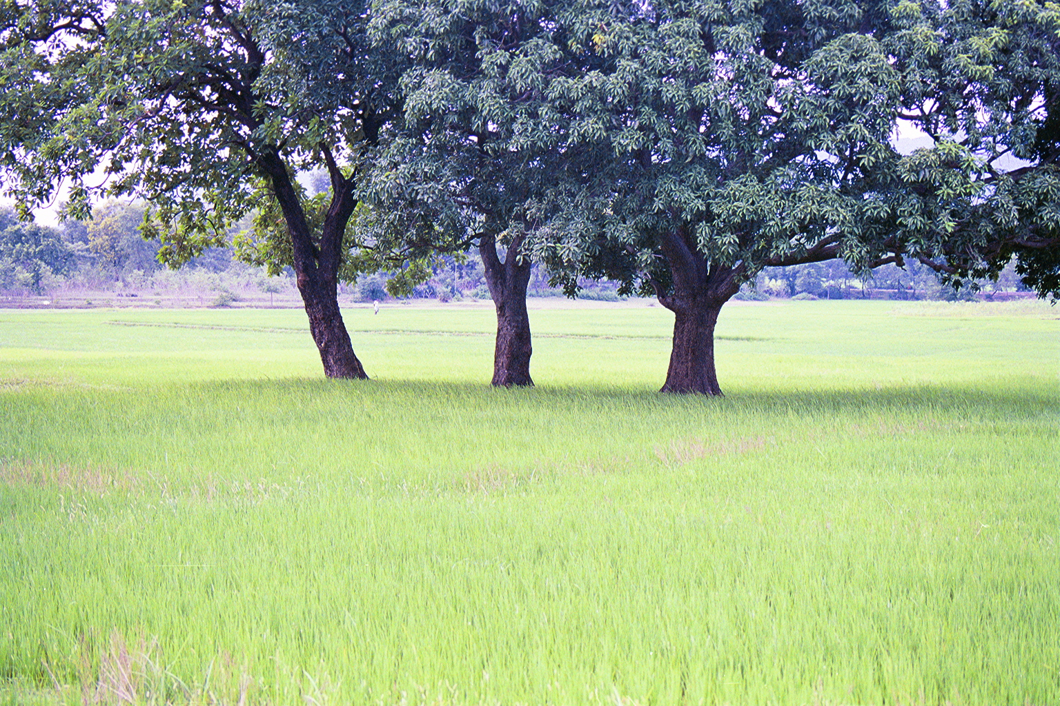 The lush green fields of our farm