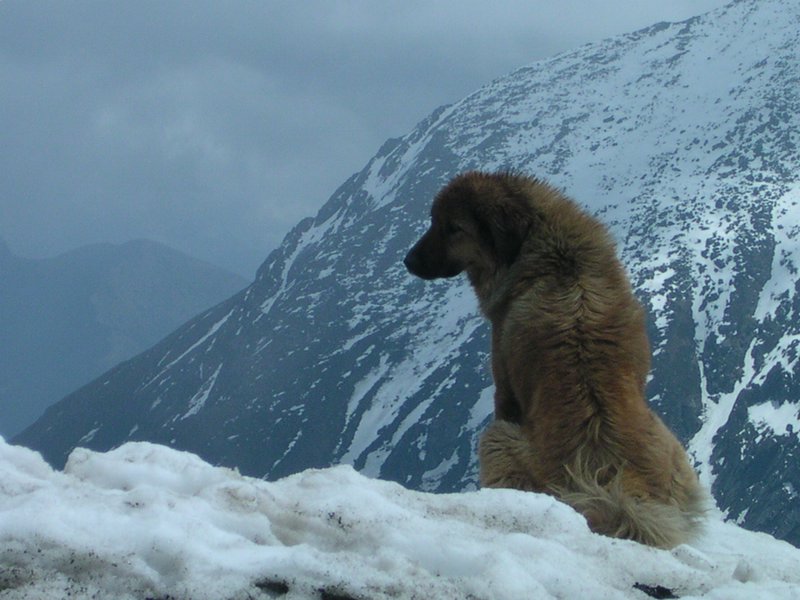       India_Tibet_Border
Story of a dog 'Rex', who served Indian Army till death. Rex at the India_Tibet_Border 